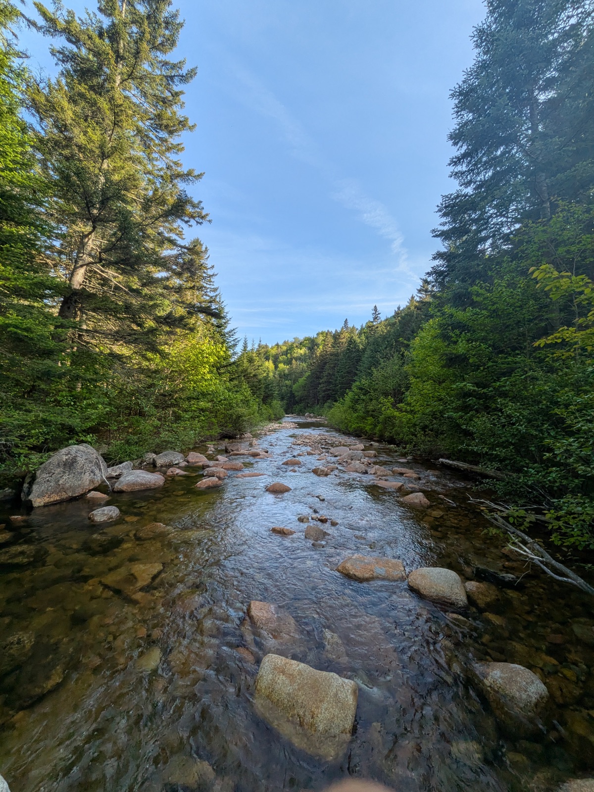 Shallow river running between spruce banks