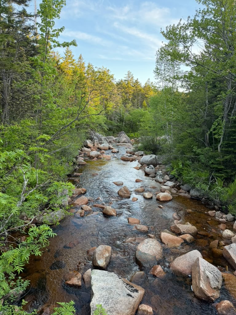 Rocky mountain stream running through green forest