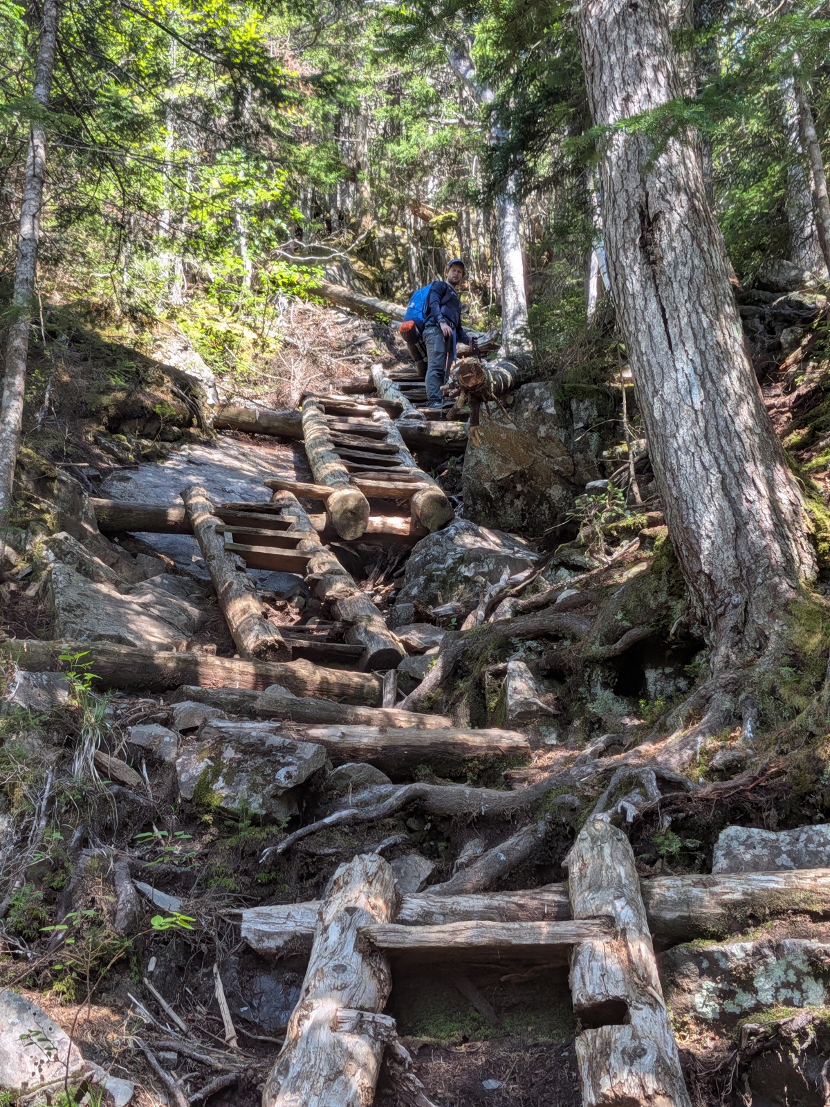 Steep log staircase climbing through forest