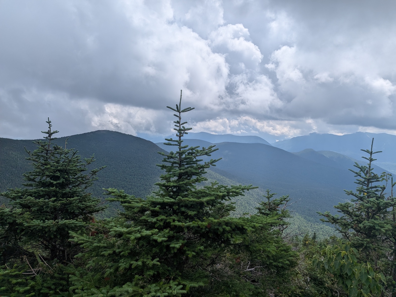 Cloudy ridgeline view over spruce tops