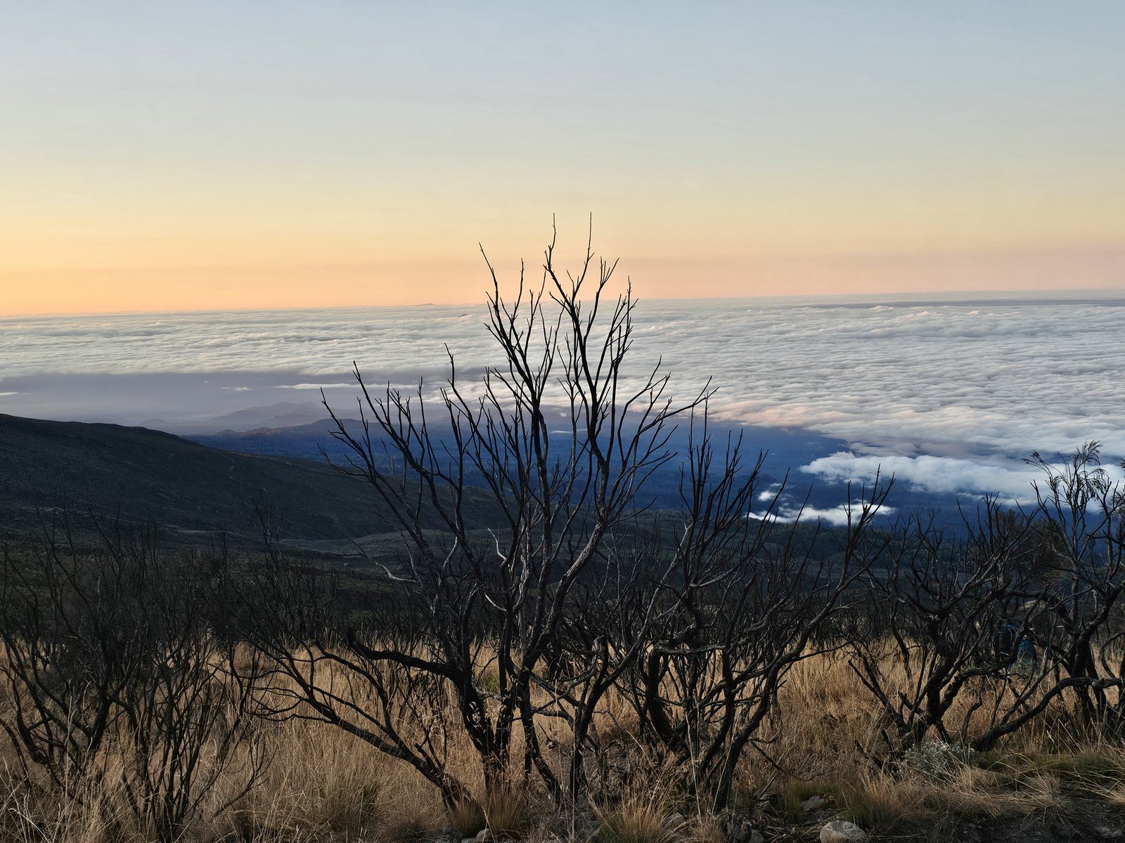 Sunrise over a sea of clouds with bare trees in the foreground