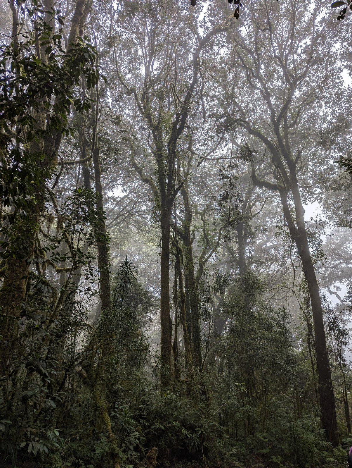 Misty montane rainforest on the descent